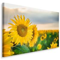 Schilderij - Prachtige zonnebloemen veld, premium print - thumbnail