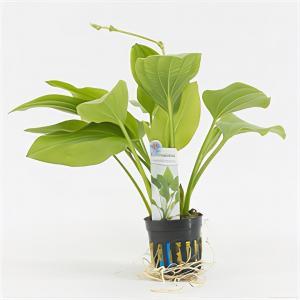 Echinodorus argentinensis - 6 stuks - aquarium plant Echinodorus argentinensis - 6 stuks - aquarium plant