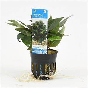 Hygrophila corymbosa compacta mini - 6 stuks - aquarium plant Hygrophila corymbosa compacta mini - 6 stuks - aquarium plant