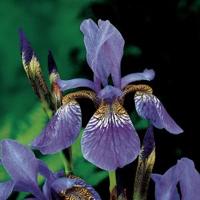 Siberische iris (Iris Sibirica) moerasplant (6-stuks) - thumbnail