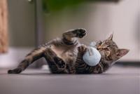 Beeztees Kitten Bal met Veer Rizo groen kattenspeelgoed - thumbnail
