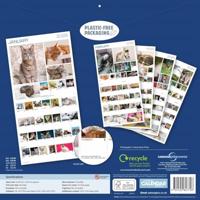 365 Dagen Katten Kalender 2026 - thumbnail