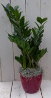 Zamioculcas in donkerrode pot 55 cm Warentuin Natuurlijk - Warentuin natuurlijk - thumbnail