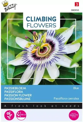 Zaden Flowering Climbers Passiflora blauw Buzzy - Buzzy