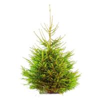 Gewone kerstboom in pot Picea Abies Fijnspar 175-200 cm Warentuin Natuurlijk - Warentuin natuurlijk - thumbnail