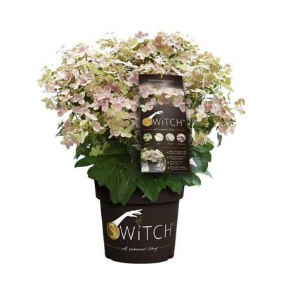 Hydrangea Paniculata Switch Ophelia - Hortensia - P19 Hydrangea Paniculata Switch Ophelia - Hortensia - P19