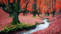 Schilderij - Rood bos , 2 maten, Premium print - thumbnail