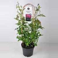 Rambler klimroos (rosa "Perennial Blue"®) - C7.5 - 1 stuks - thumbnail