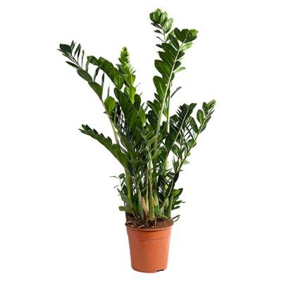 Zamioculcas Zamiifolia - P 27 cm