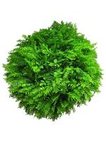 Fern ball green 40cm (6 month UV-protected) - thumbnail