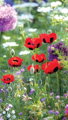 Klaprozen wild 70x130cm Tuinschilderij Customize-it - Customize it