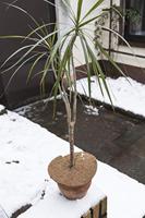 Connex Kokos-Schijf Isolerend D25Cm - FLOR80277 - thumbnail