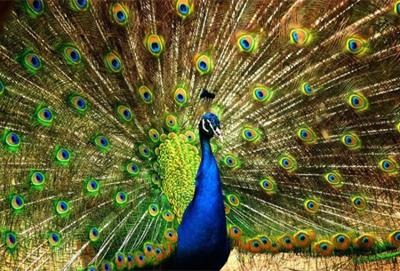 Diamond painting dieren - super aanbieding met korting