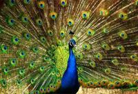 Diamond painting dieren - super aanbieding met korting - thumbnail