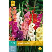 Gladiolen mix - thumbnail