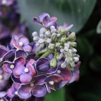 Kunst Seringentak 67cm Paars - thumbnail