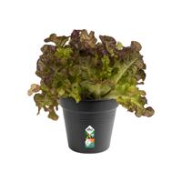 Elho Green Basics Kweekpot Zwart Ø15cm - thumbnail