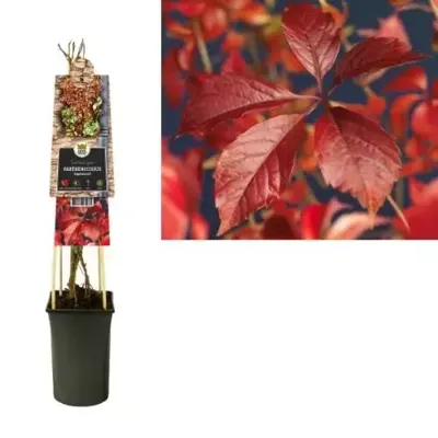 Wilde Wingerd (Parthenocissus "Engelmannii") klimplant