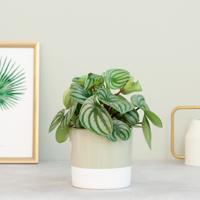 Peperomia Argyreia - Watermeloenplant - P12 - thumbnail