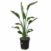 Paradijsvogelplant - Strelitzia Nicolai 120cm - thumbnail