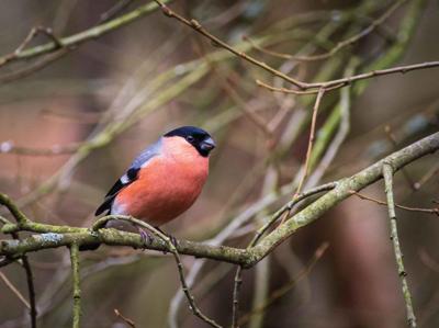 Goudvink man 70x50cm Tuinschilderij Customize-it - Customize it
