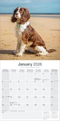 Engelse Springer Spaniel Kalender 2026 Engelse Springer Spaniel Kalender 2026