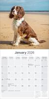 Engelse Springer Spaniel Kalender 2026 - thumbnail