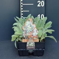 Ezelsoor (stachys byzantina) bodembedekker - 6-pack - 1 stuks - thumbnail