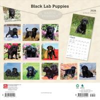 Labrador Retriever Zwart Puppies Kalender 2026 - thumbnail