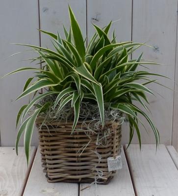Chlorophytum in mandje 25 cm Warentuin Natuurlijk - Warentuin natuurlijk