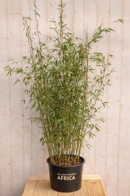 Bamboe Fargesia Violet Woods 150 cm Warentuin Natuurlijk - Warentuin natuurlijk