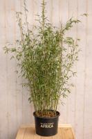 Bamboe Fargesia Violet Woods 150 cm Warentuin Natuurlijk - Warentuin natuurlijk - thumbnail