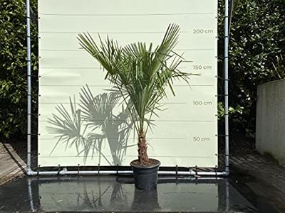 Palmboom - Trachycarpus Fortunei