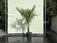Palmboom - Trachycarpus Fortunei - thumbnail