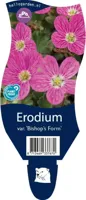 Erodium variabile Bishop s Form Samplant - Samplant - thumbnail