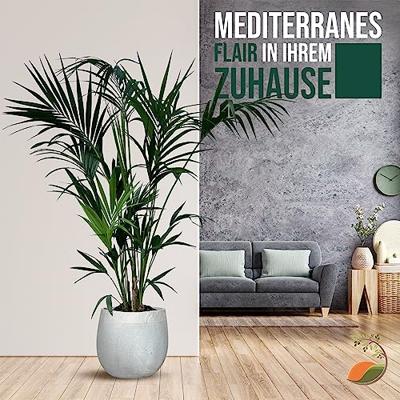 Palmboom - Kentiapalm Palmboom - Kentiapalm