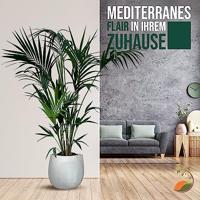 Palmboom - Kentiapalm - thumbnail