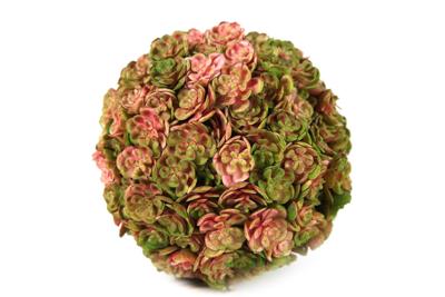 Sedum spathulifolium Ryan M