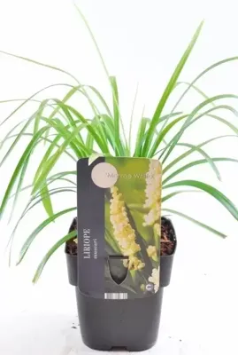 Siergras - Liriope Muscari Monroe White