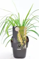 Siergras - Liriope Muscari Monroe White - thumbnail