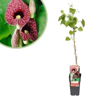 Aristolochia Macrophylla - Dutchman's pipe - P15 - thumbnail