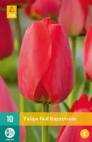 Bloembollen Tulipa Red Impression 7st - thumbnail