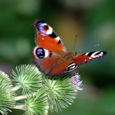 Alexsar Art Tuinschilderij dagpauwoog 50x50cm Alexsar Art Tuinschilderij dagpauwoog 50x50cm