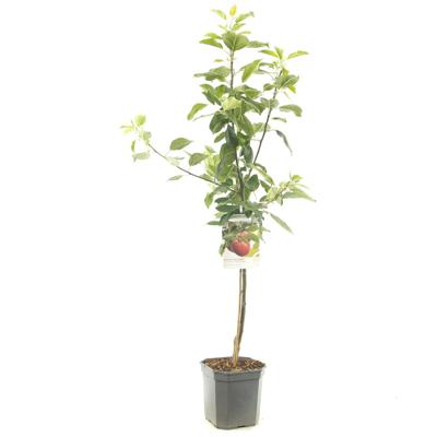 Malus domestica Cox's Orange Gebloste handappel laagstam fruitplant Fruithof - Fruithof