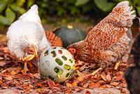 Beeztees Kip snackbal ø15cm grijs - thumbnail