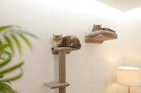 Klimmuur voor katten - KERBL - MONTE ALPI - 8 stuks - Grijs - Klimtoren - thumbnail