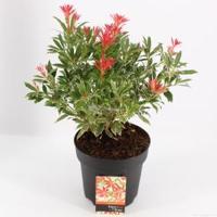 Rotsheide (Pieris “Flaming Silver”) heester - 30-40 cm (C4.5) - 9 stuks - thumbnail