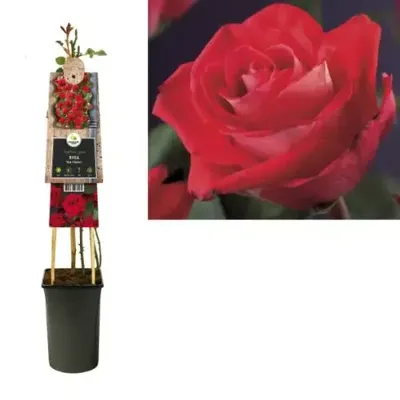 Klimroos Rood Rosa Red Climber 75 cm klimplant