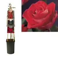 Klimroos Rood Rosa Red Climber 75 cm klimplant - thumbnail