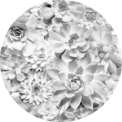 Komar Dots; Komar Home Behangcirkel Echeveria - D1-046
